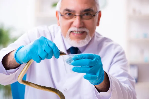 Ancien chimiste tenant un serpent au laboratoire scientifique — Photo