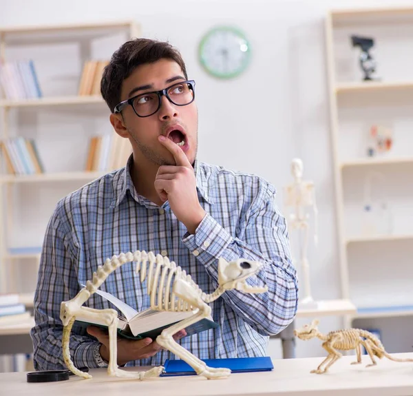 Öğrenci doktor hayvan iskeleti üzerinde çalışıyor. — Stok fotoğraf