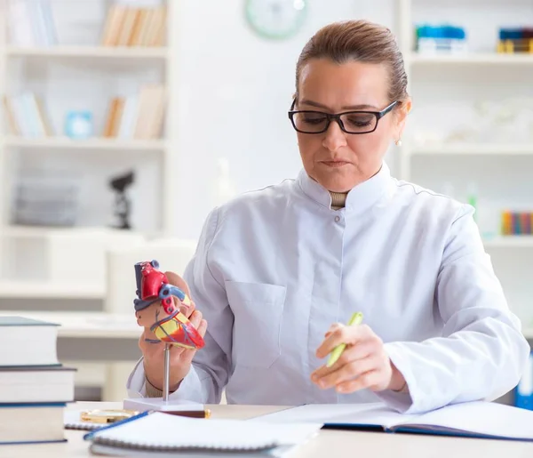 Dozent erklärt verschiedene Teile des Herzens — Stockfoto