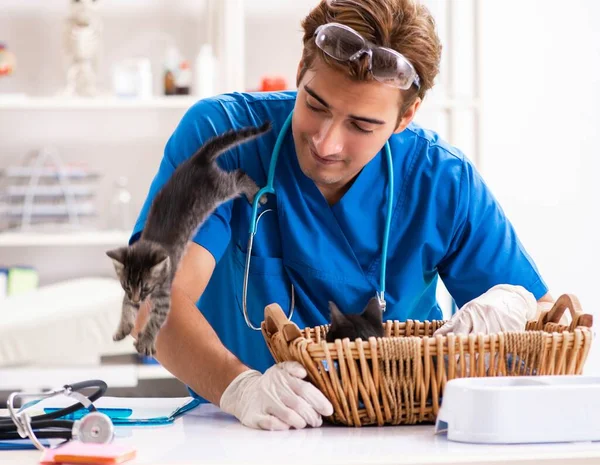 Vet doctor examining kittens in animal hospital — Stock Photo, Image