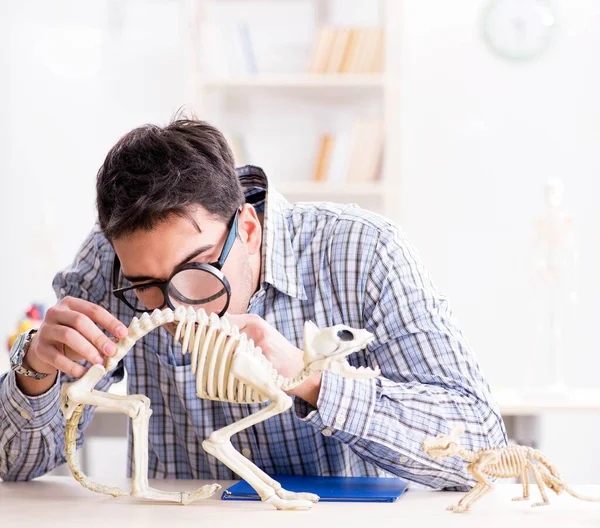 Student doctor studying animal skeleton — Stock Photo, Image