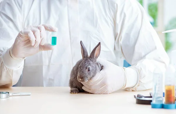 Ветеринарний лікар оглядає кролика в своїй клініці — стокове фото