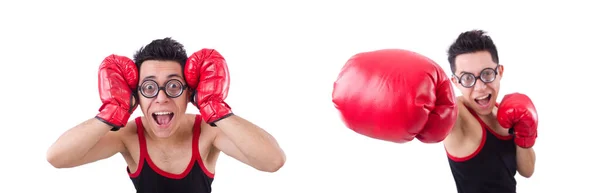 Boxer drôle isolé sur le fond blanc — Photo