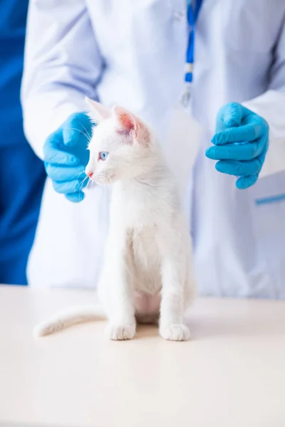 Zwei junge Tierärzte untersuchen kranke Katze — Stockfoto