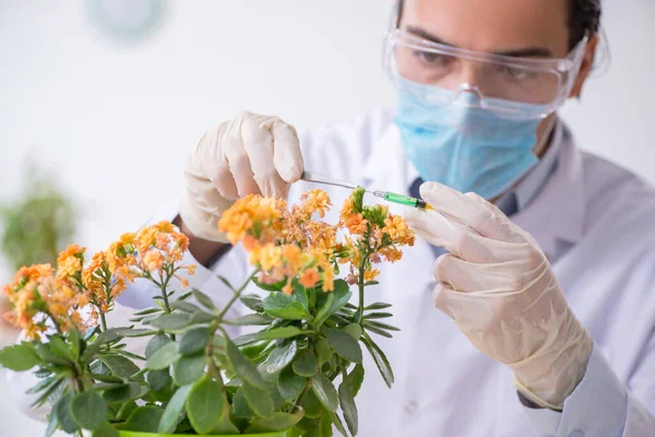 Young male chemist working in the lab — Stock Photo, Image