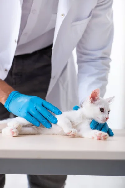 Junger Arzt untersucht kranke Katze — Stockfoto