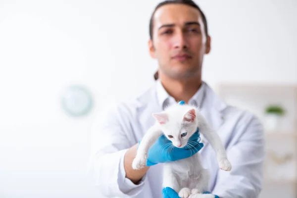 Junger Arzt untersucht kranke Katze — Stockfoto