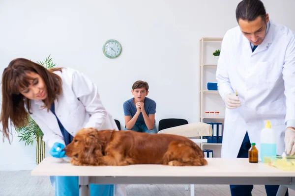 Médico veterinário examinando cão golden retriever na clínica — Fotografia de Stock