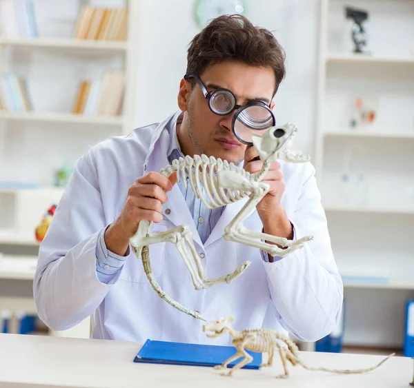 Zabawny szalony student lekarz studiuje szkielet zwierząt — Zdjęcie stockowe