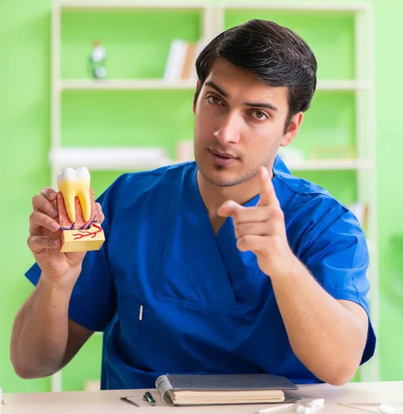 Joven dentista practicando el trabajo en el modelo dental —  Fotos de Stock