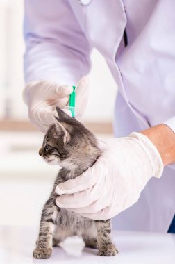 Veteriner kliniğindeki doktor ve asistan kedi yavrusunu kontrol ediyor.