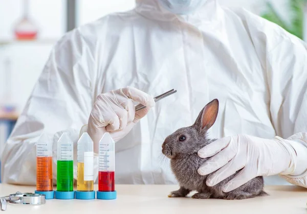 Scientist doing testing on animals rabbit — Stock Photo, Image