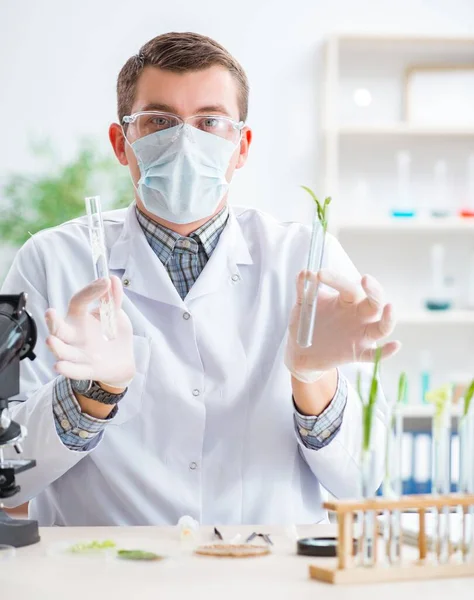 Man biokemist arbetar i labbet på anläggningar — Stockfoto