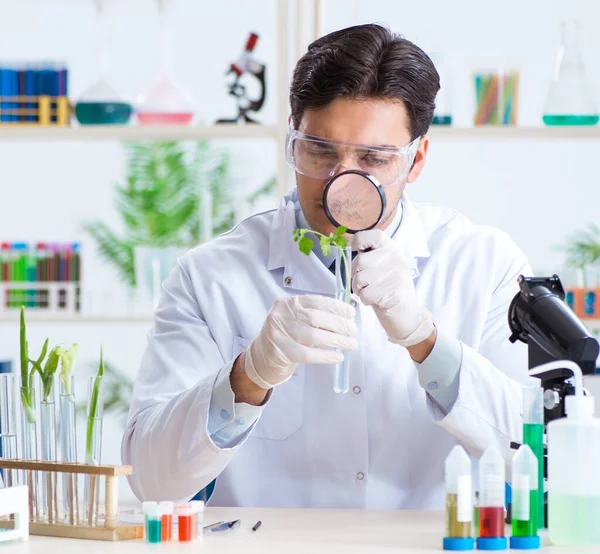 Mannelijke biochemicus werkzaam in het lab op planten — Stockfoto