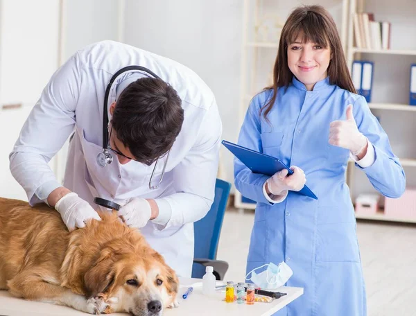 Läkare och assistent kollar upp golden retriever hund i veterinär cli — Stockfoto