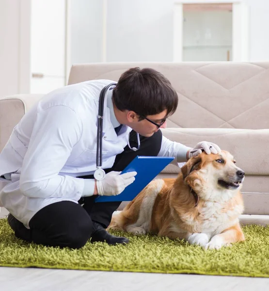 Veterinární lékař zkoumá zlatého retrívra psa na domácí návštěvě — Stock fotografie