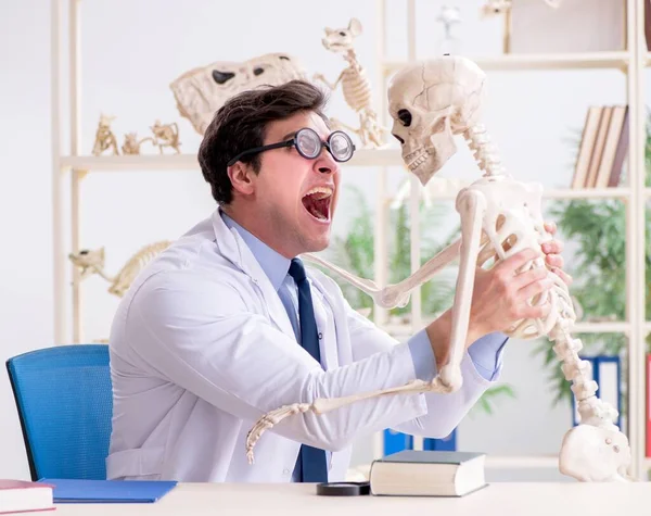 Szalony profesor badający ludzki szkielet — Zdjęcie stockowe