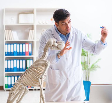 Doktor veteriner köpek iskeleti üzerinde çalışıyor.