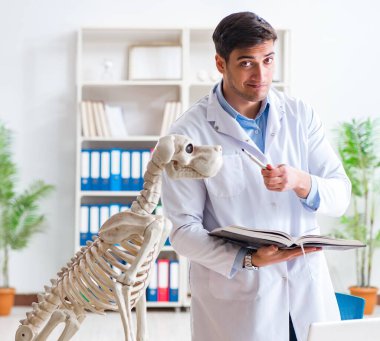 Doktor veteriner köpek iskeleti üzerinde çalışıyor.