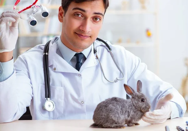 Médico veterinario revisando conejo en su clínica —  Fotos de Stock