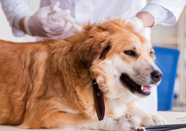 Veteriner kliniğinde Golden Retriever köpeğini muayene eden doktor.