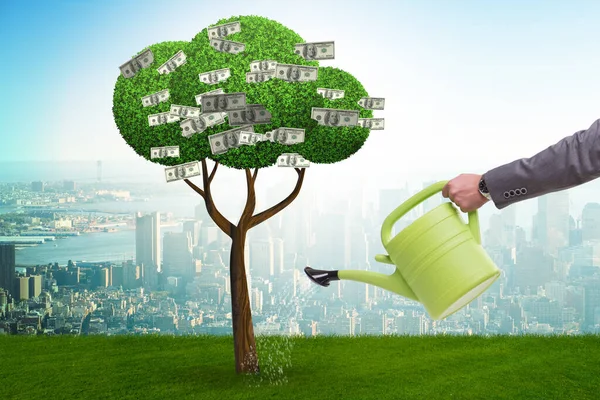 Podnikatel zalévání peněžní strom v investičním konceptu — Stock fotografie
