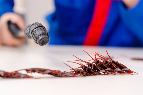 Young contractor doing pest control at home