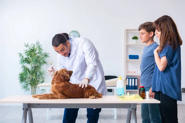 Médico veterinario examinando perro golden retriever en la clínica —  Fotos de Stock