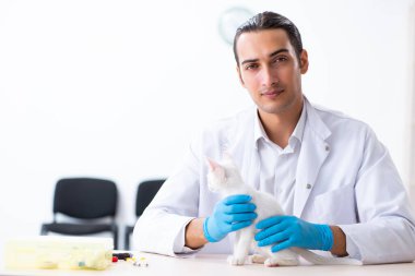 Genç erkek doktor hasta kediyi muayene ediyor.