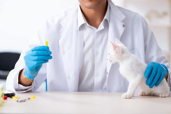 Junger Arzt untersucht kranke Katze — Stockfoto