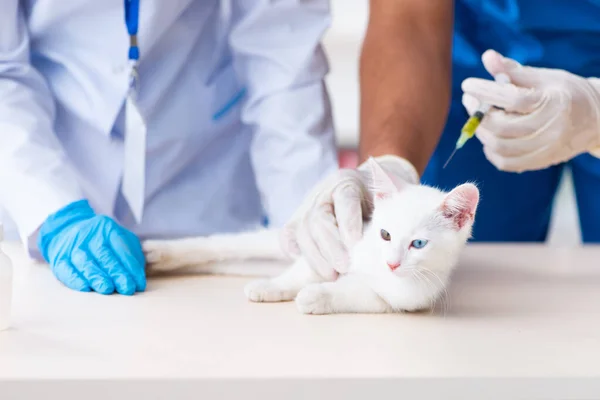 Dois jovens médicos veterinários examinando gato doente — Fotografia de Stock