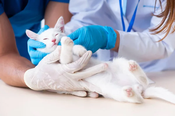 Deux jeunes médecins vétérinaires examinant un chat malade — Photo