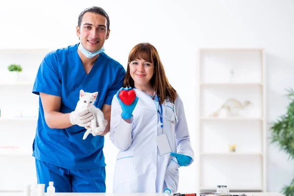 Zwei junge Tierärzte untersuchen kranke Katze — Stockfoto