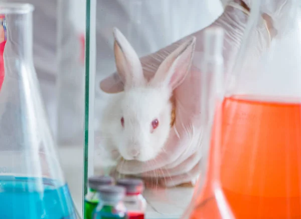 White rabbit in scientific lab experiment