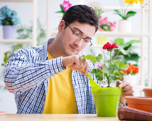 Florista de jardineiro trabalhando em uma loja de flores com plantas da casa — Fotografia de Stock