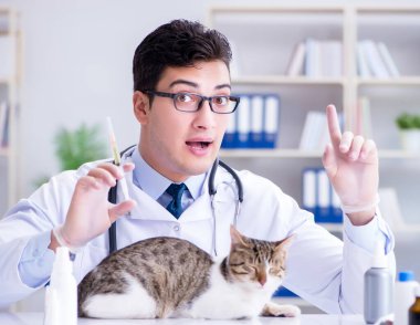 Kedi muayenesi için veteriner.