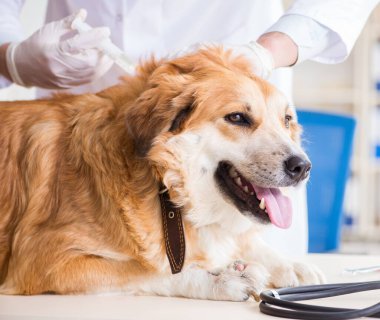 Veteriner kliniğinde Golden Retriever köpeğini muayene eden doktor.