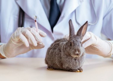 Veteriner doktor kliniğinde tavşanı kontrol ediyor.