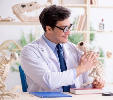 Komik çılgın profesör hayvan iskeletlerini inceliyor.