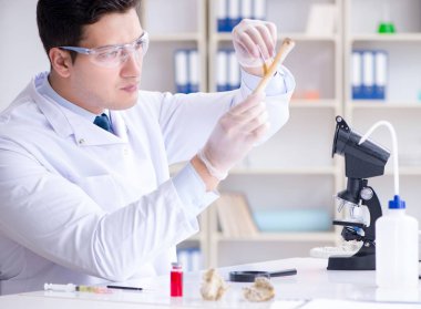 Paleontolojist soyu tükenmiş hayvan kemiklerine bakıyor