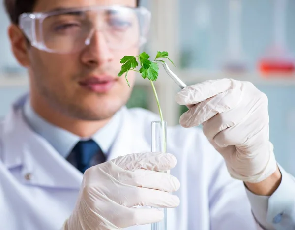 Male biochemist working in the lab on plants — Stock Photo, Image