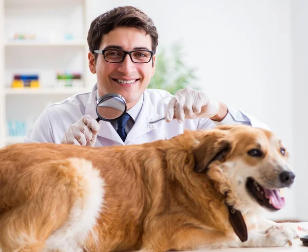 Médico examinando cão golden retriever na clínica veterinária — Fotografia de Stock