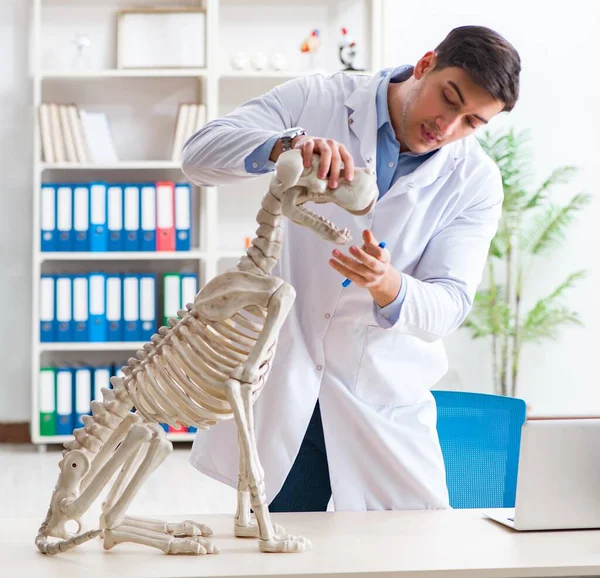Medico veterinario pratica su scheletro di cane — Foto Stock