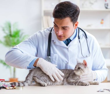 Veteriner hasta kediyi hastanede muayene ediyor.