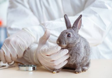 Veteriner doktor kliniğinde tavşanı kontrol ediyor.