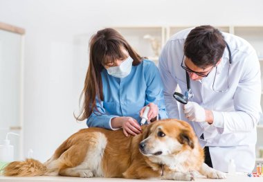 Doktor ve asistan veterinerdeki golden retriever köpeğini kontrol ediyor.