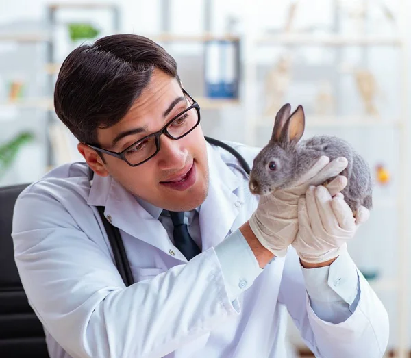 Médecin vétérinaire vérifiant lapin dans sa clinique — Photo