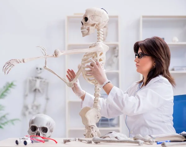 Medico che lavora in laboratorio sullo scheletro — Foto Stock