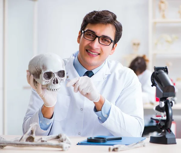 Профессор изучает человеческий скелет в лаборатории — стоковое фото