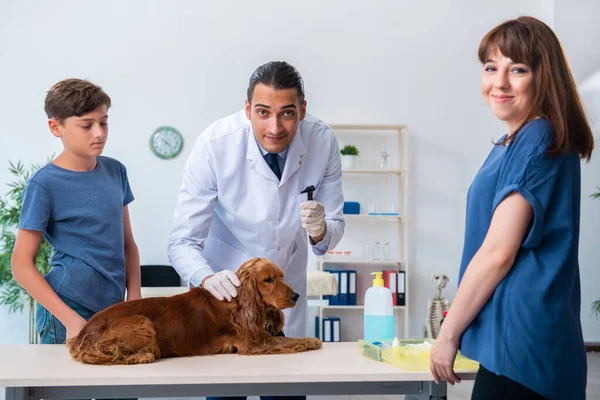 Veteriner doktor Golden Retriever 'ın köpeğini muayene ediyor. — Stok fotoğraf
